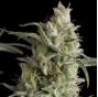 Super Og Kush Regular (x7)